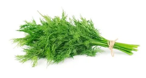 تصویر 5 از خرید شوید خشک جنوب فروش فوق‌ العاده